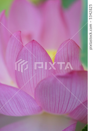 超過2000年的古蓮花時代 5342825