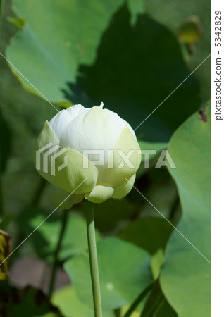 小白漢蓮（kanren）又名Shiratama蓮花（Shiratamata） 5342829