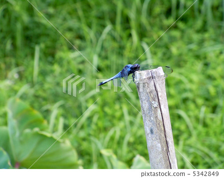 鹽漬蜻蜓 5342849