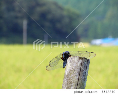 Salted dragonfly 5342850