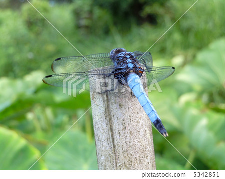 鹽漬蜻蜓 5342851
