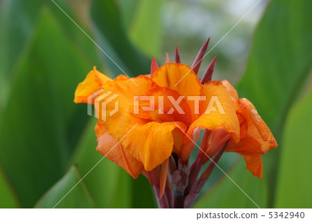 Orange Flower Canna Orange Flower Canna 5342940