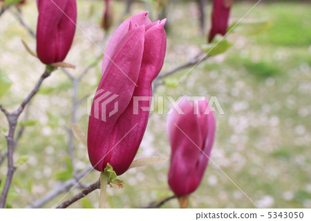 綻線超過Shimokuren 5343050