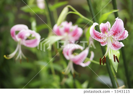 Yuriko Kanoko · Pink 5343115