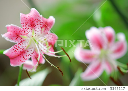 Yuriko Kanoko·Pink 5343117
