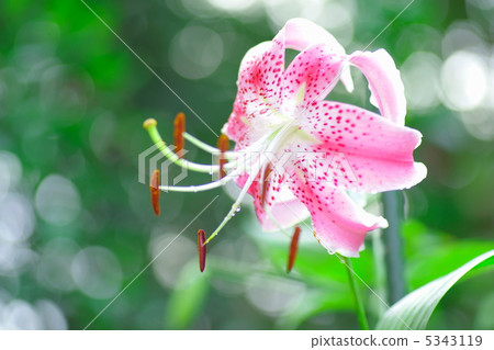 Yuriko Kanoko·Pink 5343119