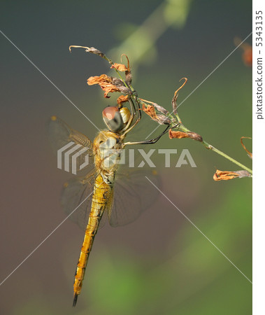 Ubakitonbo hanging down 5343135