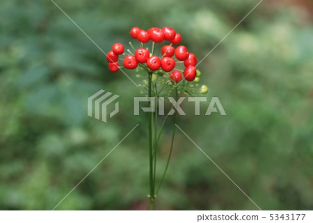 Totibanindine fruit Totibanindine fruit 5343177