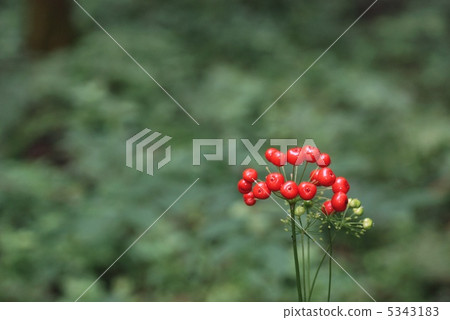 Totibanindine fruit Totibanindine fruit 5343183