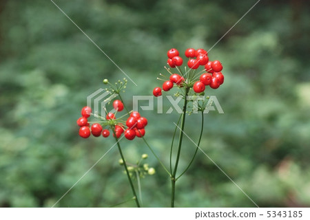 Totibanindine fruit Totibanindine fruit 5343185