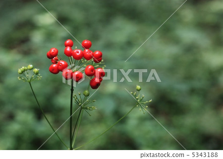 Totibanindine fruit 5343188