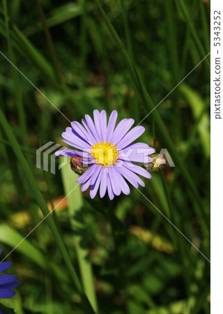 Nevarinogic花閃耀生命力一輪·垂直位置 Nevarinogic花閃耀生命力一輪·垂直位置 5343252