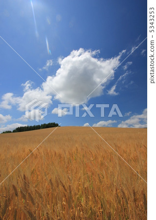 小麥山 小麥山 5343253