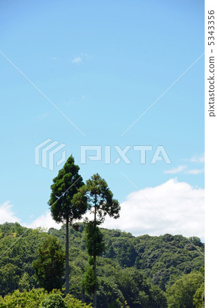 天空和樹 天空和樹 5343356