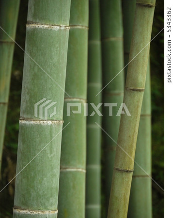 Bamboo grove Bamboo grove 5343362