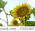 向日葵 5343365