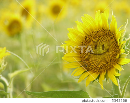 Laughing sunflower Laughing sunflower 5343366