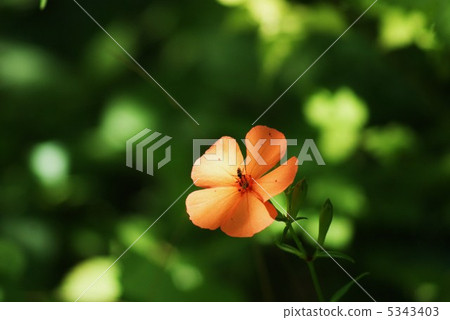 赫斯基ginsenow·灌木叢中的鮮花·水平位置 赫斯基ginsenow·灌木叢中的鮮花·水平位置 5343403