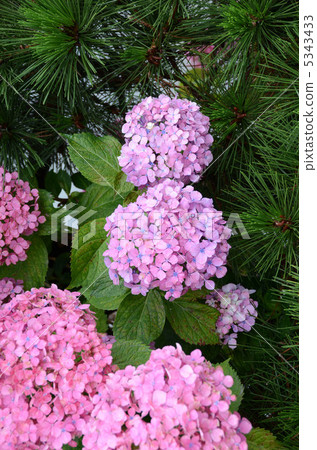 Pine and hydrangea 5343433