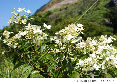 Flowers of Nori Tsutsugi (Sabita) · Desperately blooming in Owakudani, Hakone · Horizontal position Flowers of Nori Tsutsugi (Sabita) · Desperately blooming in Owakudani, Hakone · Horizontal position 5343727