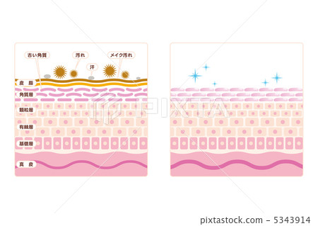 皮膚護理1  - 面部清潔 - 皮膚·皮膚·剖面圖·有說明 5343914