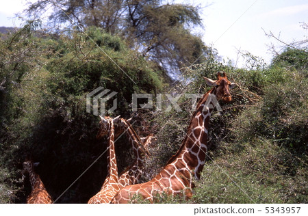 Ame killin eating leaves Ame killin eating leaves 5343957