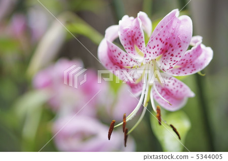 Yuriko Kanoko·Pink 5344005