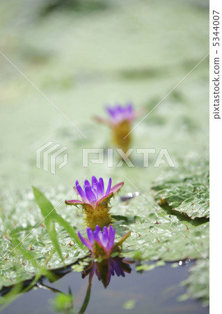 綜合故鄉(埼玉縣加和市) 綜合故鄉(埼玉縣加和市) 5344007