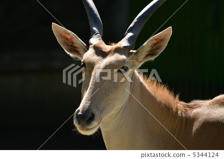 Elant Elant 5344124