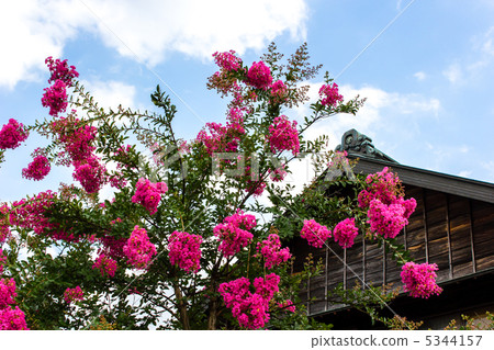 Crape myrtle 5344157