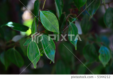 Tree · Tendiyukyu Camu family Tree · Tendiyukyu Camu family 5344212