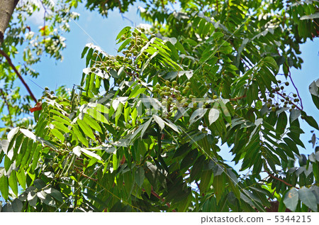 樹·Mukuroji三葉草 5344215