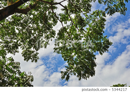 樹·Mukuroji三葉草 樹·Mukuroji三葉草 5344217