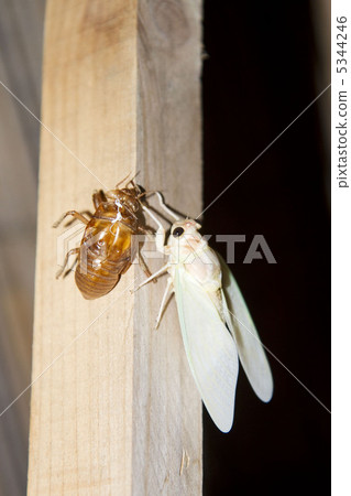 Shedding of cicadas Shedding of cicadas 5344246