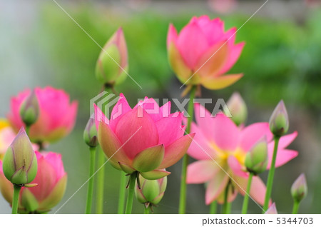 Oga蓮花 5344703