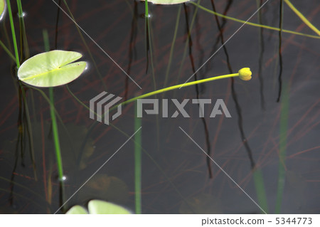 Ozokohone Ozokohone 5344773