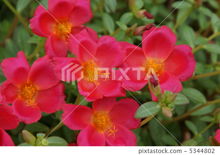 Flower red flower Hana 5344802