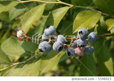 Bull - berry - Bull - berry - 5346023