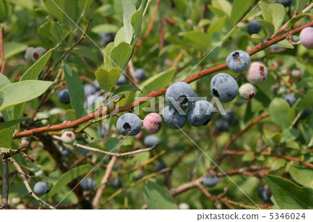 Bull - berry - Bull - berry - 5346024