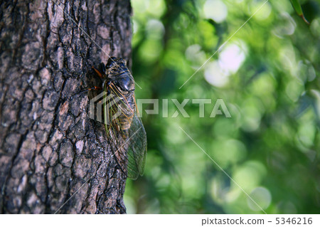 Kumazumi Kumazumi 5346216