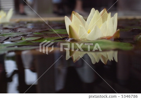 蓮花 5346786