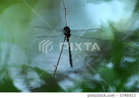 無霸勾蜓 無霸勾蜓 5346913