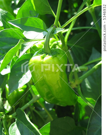 green pepper green pepper 5346932