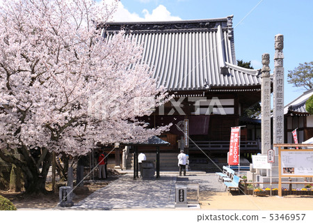 Spring Shikoku Buddha 72nd Temple "Mandala Temple" Cherry blossoms in front of the main hall and Pilgrimage 5346957