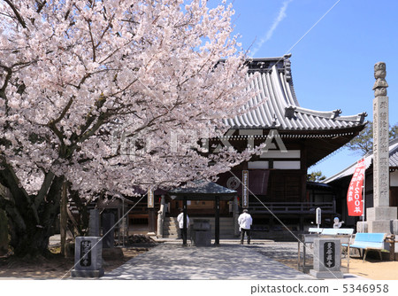春天四國佛第72寺“曼陀羅寺”櫻花盛開在正殿和朝聖之前 5346958