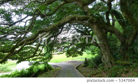 The protecting trees living in the trees 5347004