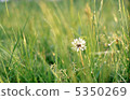 Dandelion 5350269
