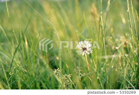 Dandelion Dandelion 5350269