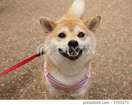 Mako Smile Mako Smile 5350273