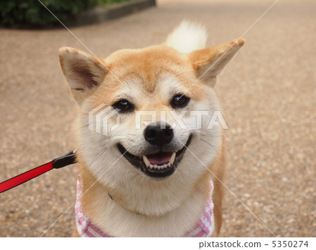 Mako Smile Mako Smile 5350274